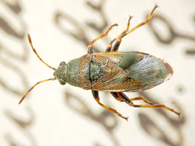 Heterogaster artemisiae Schilling, 1829